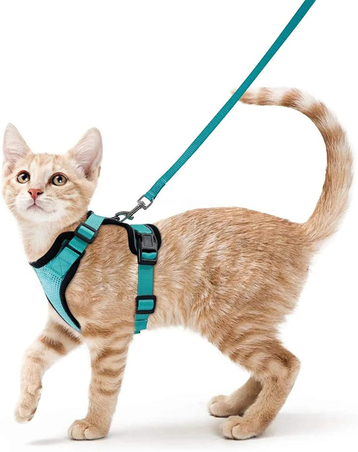 Collar ajustable para gatos
