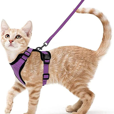 Collar ajustable para gatos