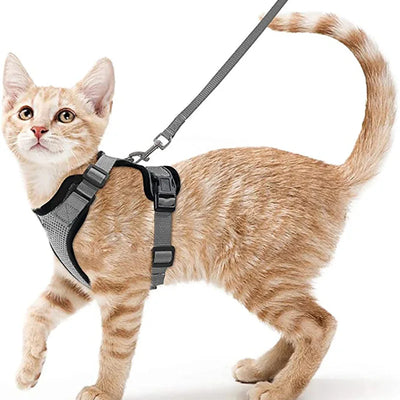 Collar ajustable para gatos