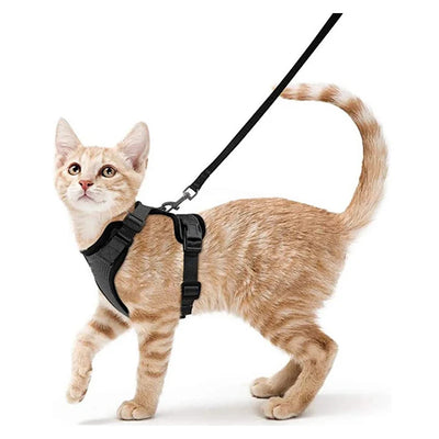 Collar ajustable para gatos